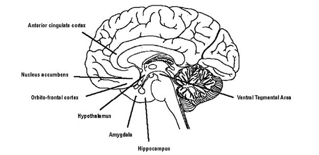 عصب شناسی عشق