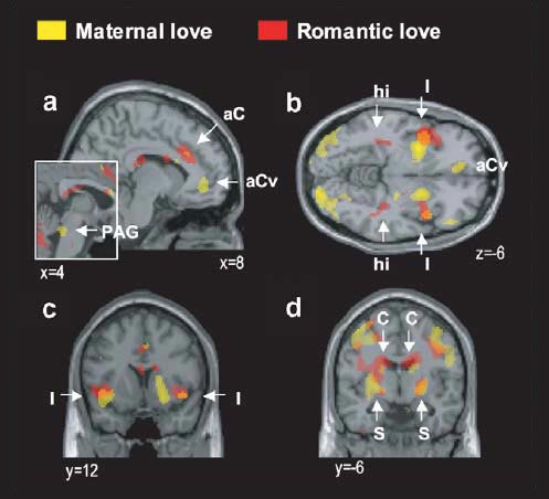 عصبشناسی عشق