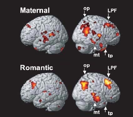 عصب شناسی عشق